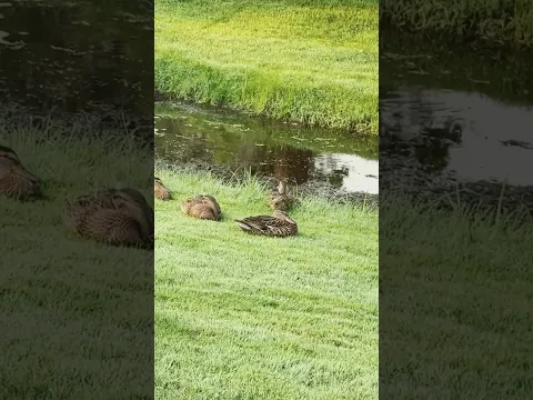 Good morning duck