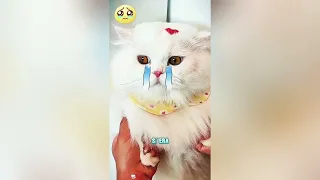 ¡Por qué nunca deberías sacar a pasear a un gato negro!#funnyshorts #pets #cute #love 