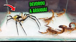 OS ESCORPIÕES COMERAM A ARANHA?