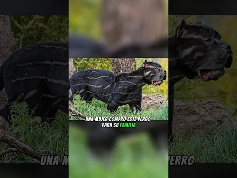 Una Mujer Compró Este Perro, Pero Cuando El Veterinario Lo Vio Llamó Inmediatamente A La Policía