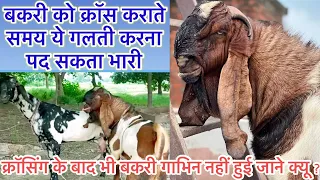 बकरी पालन में जाने क्यू बकरी क्रॉस कराने के बाद भी गाभिन नहीं हुई?क्रॉसिंग के समय ये गलती ना करें
