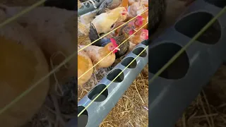 A great idea for home chicken breeders | घरेलू चिकन प्रजनकों के लिए एक बढ़िया विचार