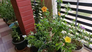 ಗಾರ್ಡನ್ ಅಪ್ಡೇಟ್ಸ್ !! Garden Updates