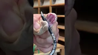 3 cobras venom extraction (and chitchat)