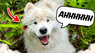 How to protect your dog from parasites