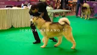 DOG SHOW DI MULAI !!!! SERU BANGET !!!!!! GO JUN AND SHADOW !!!!!