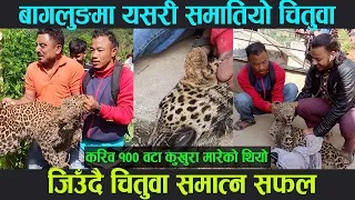 करिब १०० कुखुरा मारेको  चितुवालाई बागलुङ का साहसी युवाले यसरी समात्न सफल, बागलुङ, बडिगाड गाउँपालिका