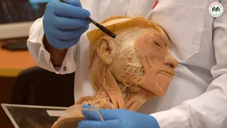 مختبرات التشريح - كلية الطب البشري - الجامعة العربية الأمريكية