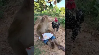 Funny Monkey kiki videos | Kiki Monkey