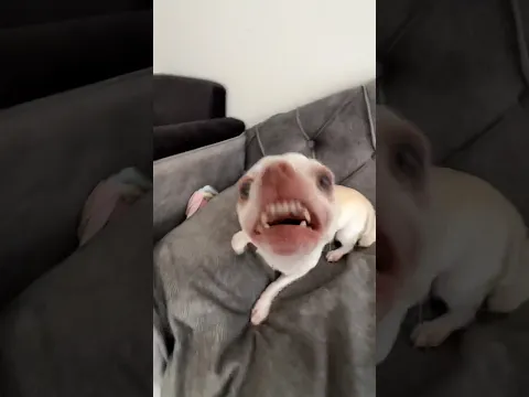 Doing Kuchi Kuchi to my chihuahuas🤣