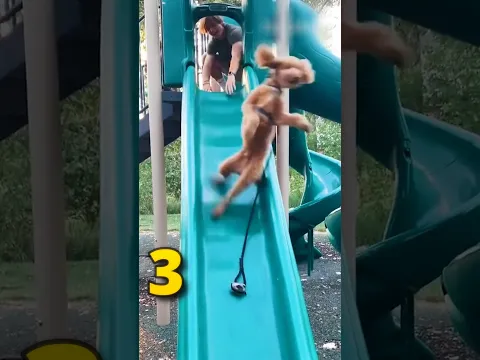 Dogs & Slides 🐕