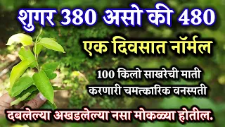 400 शुगर असो की 580,एक दिवसात नॉर्मल करणारी वनस्पती l 72000 नसा मोकळ्या अपमारी गुडमार madhunashini