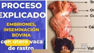 PASO POR PASO DE COMO EMBRIONAR E INSEMINAR UTERO BOVINO DE MATADERO.