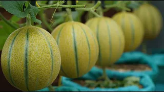 Cách trồng Dưa Lưới Bóng Rổ trong bao tải cũ