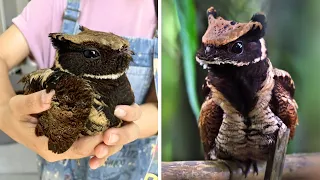 Great-Eared Nightjar 🦅 A Real-Life Dragon Bird!