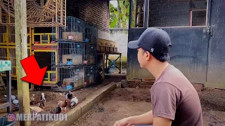 EMOS!! DI PRANK MERPATI BANDANGAN ADA RINGNYA