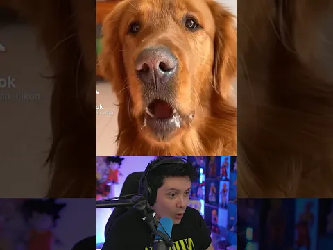 Perros hablando en la vida real #shorts