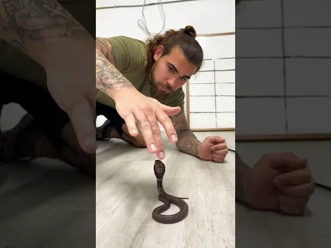 Almost BITTEN By BABY COBRA😱🐍 #shorts