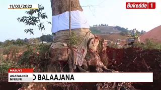 Agataliikonfuufu Omuti gutumazeeko emirembe gutukaabirira buli kiro