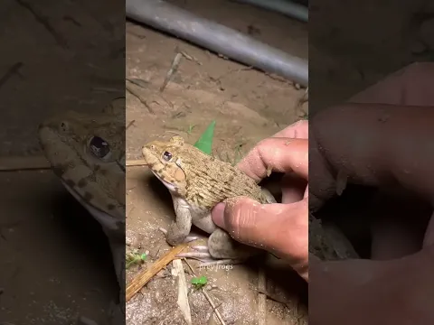 Funny frogs Catching |Wep wep catching frogsfunny |boing catch frogs make you laugh #shortsfeed