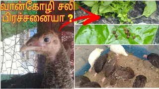 வான்கோழி சளி குணமாகும் முறை🦃/வான்கோழி சளி செரி செய்வது எப்படி 🦃😰/#shorts #Dspbirds #வான்கோழி