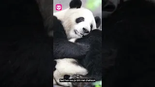 mama sambhal lengi!