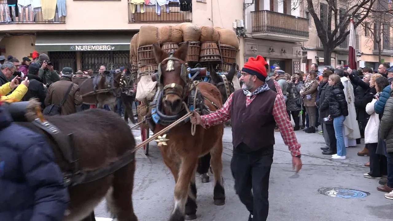 Manlleu es prepara per la Festa dels Tonis, la segona dels Tres Tombs a la comarca