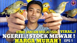 VIRAL ! KIOS UEDAN ! STOCK MEWAH HARGA MURAH ! KINOI JANTAN HARGA MULAI 150 RB ! EPISODE 1