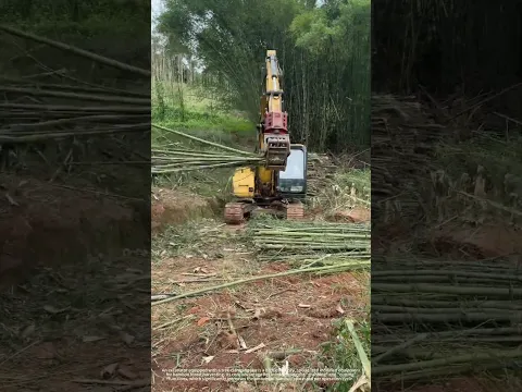 The excavator harvests entire patches of bamboo