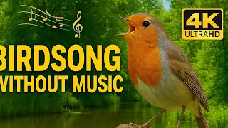 Colorful Bird Sounds for Deep Sleep, Study & Calm – No Music, Just Real Nature