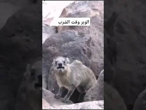صوت الوبر عند شرب الهواء بدلا عن الماء #shorts