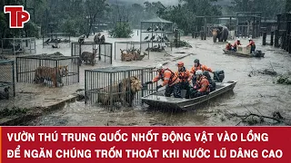 Vườn thú Trung Quốc nhốt động vật vào lồng để ngăn chúng trốn thoát khi nước lũ dâng cao