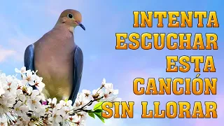 HERMOSAS ALABANZAS CRISTIANAS DE ADORACION 2021 - LA CANCIÓN CRISTIANAS MAS HERMOSA DEL MUNDO 2021