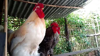 Cuántas Veces Cantan Los 3 #Gallos En Un Minutos?🤔#youtubevideo #videos