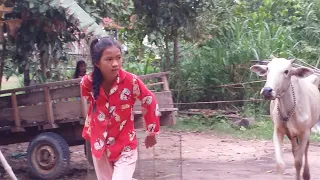 Today I met a beautiful girl who brought cows to the house of a bull, a famous cow in Cambodia