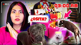 ESPIANDO el ALTAR de mis MASCOTAS TODA LA NOCHE  🌔 ¿Vino OSITA y CARI?