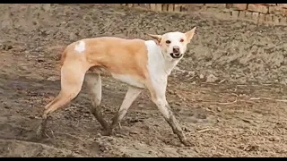 Animal funny video #viralvideo #wildlife #dog