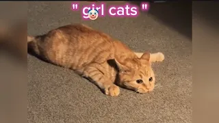 Edit Girls vs Boys cats !! 😼