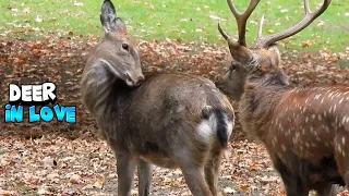 Deer in Love