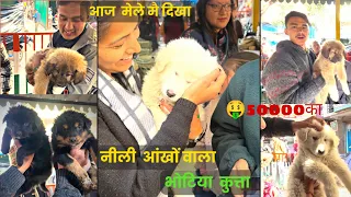Uttarakhand biggest Himalayan shepherd dog 🐶Mela2024 Bhotiya dog 🐾mela Bageshwar