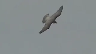 Eagle beautiful video