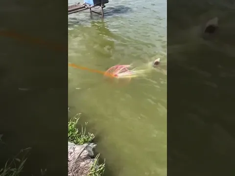 incredible young lady out fishing #fishing