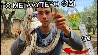 ΒΡΗΚΑ ΤΟ ΜΕΓΑΛΥΤΕΡΟ ΦΙΔΙ ΤΗΣ ΕΛΛΑΔΑΣ