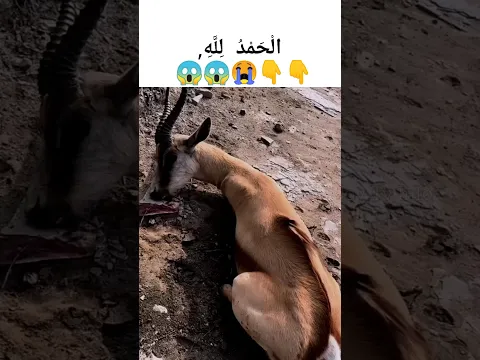 Yeh Hai Kasturi Hiran 😳