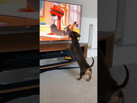 Don't Let Dogs Watch Tv 🐕
