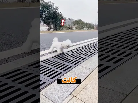 الكلب الأبيض ولمّة الشجاعة 🐶💔
