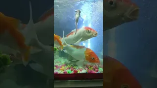 Aquarium live, 7th Live, ep7 🙂/ live fish