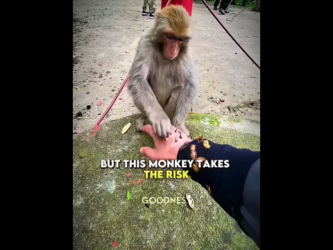 A Monkey’s Kind Heart ❤️🐵
