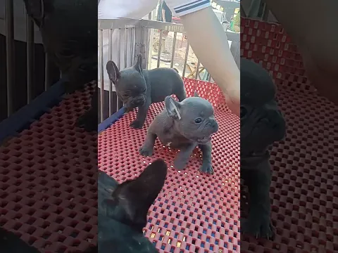 Lovely Puppies 🐶🥰 Amazing Videos #fyp #viral #shorts #short #shortsfeed #puppylover #bulking #foryou