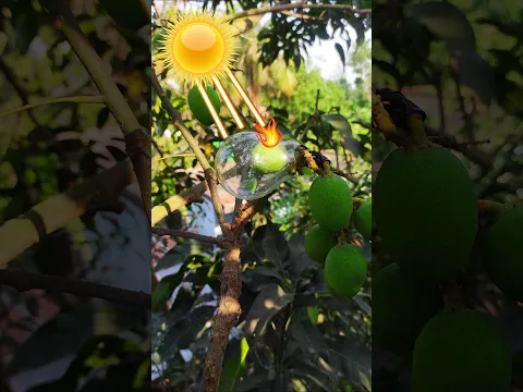 Mango video #shorts #shortvideo